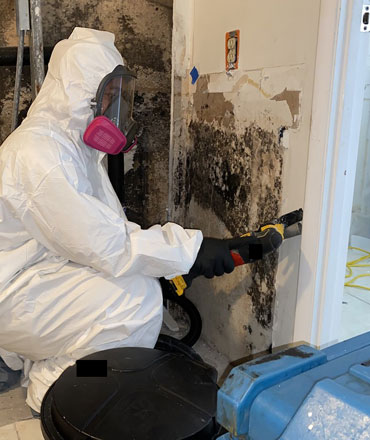 247 mold removal
